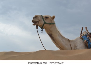 Camel  Sitting On The Sand 