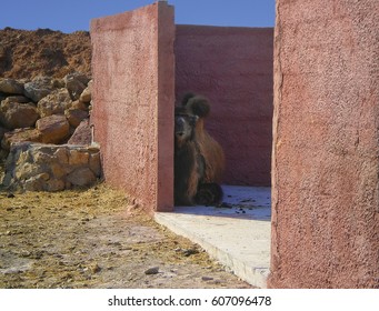 A camel is sitting