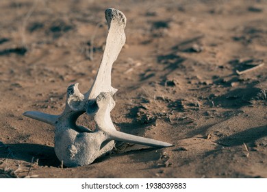 Camel Skeleton Bone Of Vertebrae Spine Bone On The Desert Sand In The Middle East. Ground View.