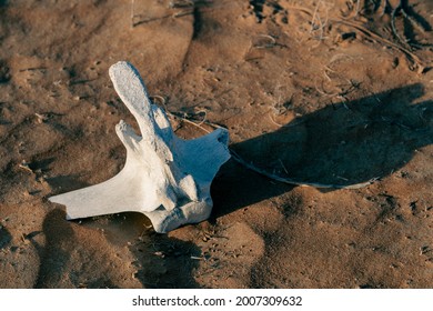 Camel Skeleton Bone Of Vertebrae Spine Bone On The Desert Sand In The Middle East.