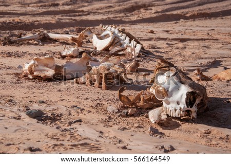 Camel skeleton on the sand in the desert. Ecology problems. Global warming. A Camel Skeleton carcass in the desert sand.