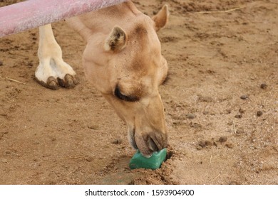 Camel Smelling Eat Green Salt Desert Stock Photo (Edit Now) 1593904900