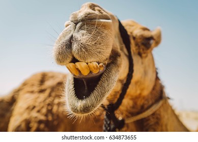 Camel smiling and showing teeth - Shutterstock ID 634873655