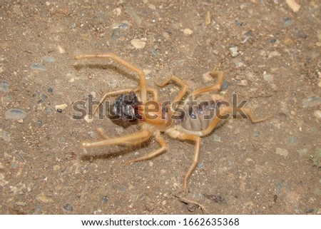 Camel spider eating its prey. 
Close up camel spider, windscorpion, Solifugae or sun spider, wind scorpion.
insect, insects, bugs, bug, closeup wild nature, wildlife, animals, animal, forest, desert