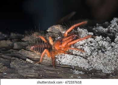 Camel Spiders Paragaleodes Heliophilous Large Arachnids Stock Photo