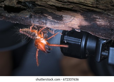 Camel Spiders Paragaleodes Heliophilous Large Arachnids Stock Photo