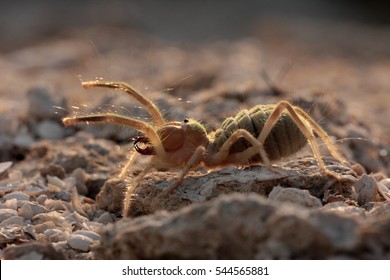 Camel Spiders Paragaleodes Heliophilus Large Arachnids Foto Stok