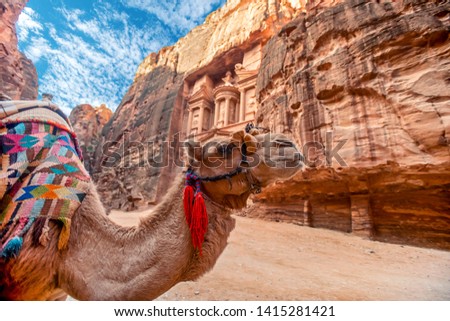 Camel standing in front of the Al Khazneh tomb. The Treasury tomb of Petra, Jordan - Image, selective focus