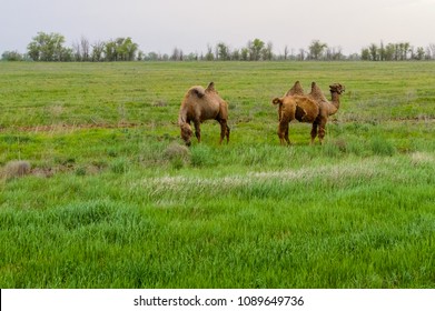 Camel standing in the grass