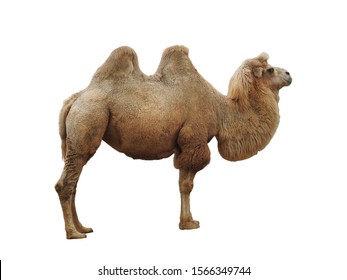 Camel Standing Isolated On White