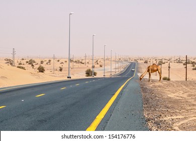 A Camel Standing On The Side Of A Road Going Through A Desert In Dubai