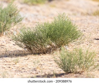 Camel Thorn In Nature