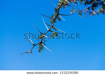 camel thorn tree Bough