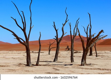 Camel Thorn Tree Namibia (Desert Tree)