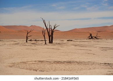 Camel Thorn Trees Of Deadvlei