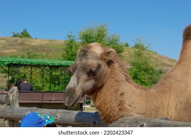 Camel Tilted His Head Down And Looks At A Child In A Blue Cap