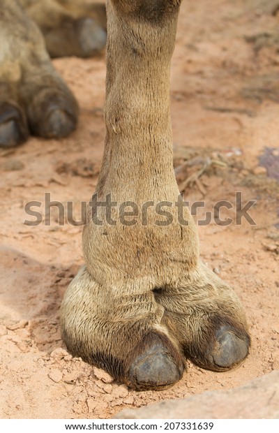 Camel toe photos