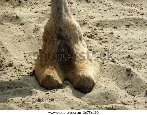 Camel Toe Images