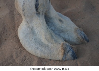 Camel toe on sand