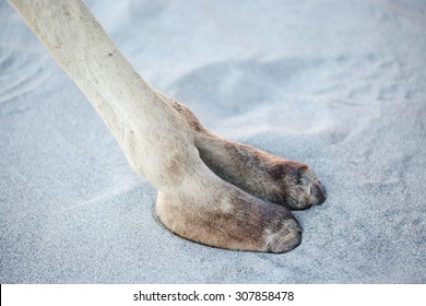 Camel toe on soft sand