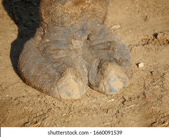 Camel Toe Single Leg close up picture standing on sand