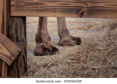 Camel Toes in a Barn with Straw