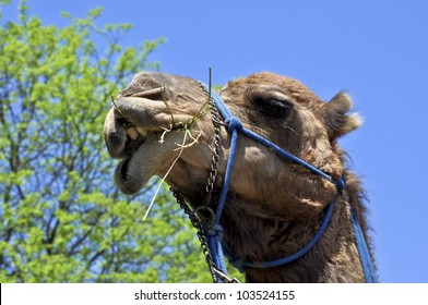 Camel In Toronto Zoo