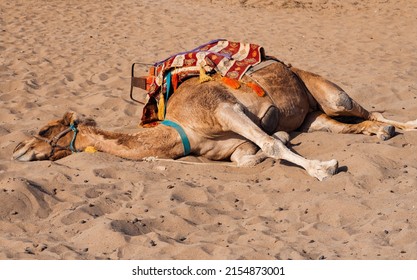 1,536 Camel Rope Images, Stock Photos & Vectors | Shutterstock