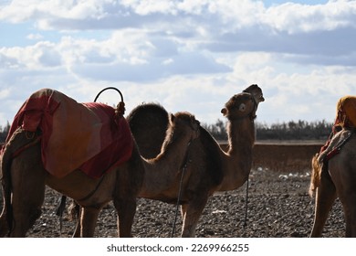 Excursiones de camellos por el desierto marroquí