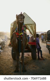 A Camel Trader Is Waiting For Customers As The Camel Is Seen Animated As If Posing For The Camera