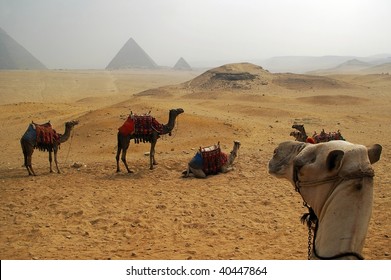 Camel Train In Front Of The Pyramids Of Eygpt