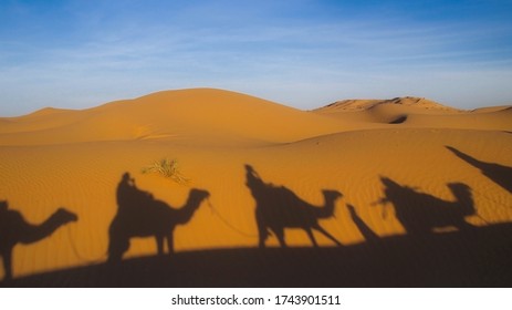 Camel Trek Shadows On Desert	
        