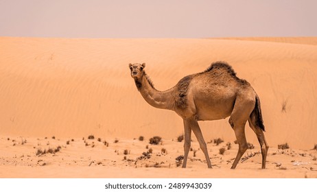 Camel Trekking Through the Desert Sands.  Experience the essence of desert life with this stunning image of a majestic camel traversing the golden sands under a clear blue sky.