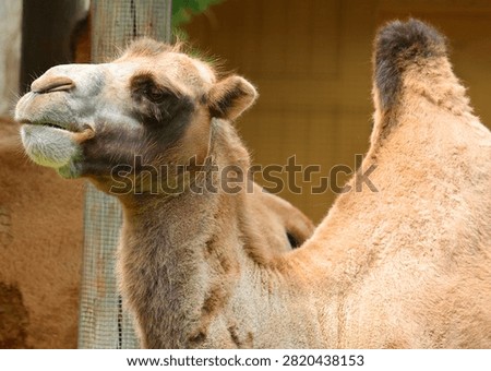 Camel  is an ungulate within the genus Camelus, bearing distinctive fatty deposits known as humps on its back. There are 2 species of camels: the dromedary l has a 1 hump, and the bactrian has 2 humps. Contrary to popular belief, a camel's hump does not contain water but instead serves as a store of dense fat. This unique adaptation allows the animal to survive in extreme weather conditions