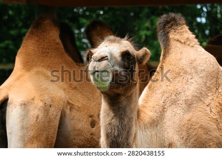 Camel  is an ungulate within the genus Camelus, bearing distinctive fatty deposits known as humps on its back. There are 2 species of camels: the dromedary l has a 1 hump, and the bactrian has 2 humps. Contrary to popular belief, a camel's hump does not contain water but instead serves as a store of dense fat. This unique adaptation allows the animal to survive in extreme weather conditions