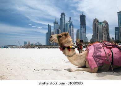 Camel At The Urban Background Of Dubai.