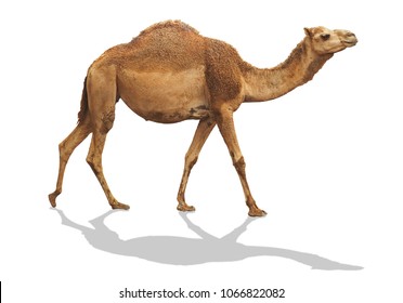 el recorrido de camello aislado en fondo blanco con el trazado de recorte incluye sombra