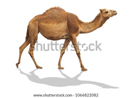 camel waling isolated on white background with clipping path include shadow