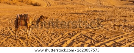 a camel walking on the desert rajasthan