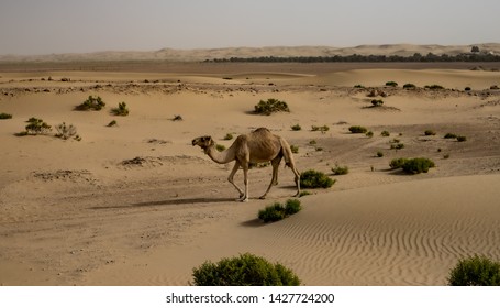 terrestrial habitat desert