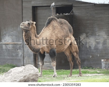 camel
camel wallpapers 
zoo
camel hump
wildanimal
animal
animals 
natura
bakgraund