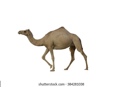 Camel White Background