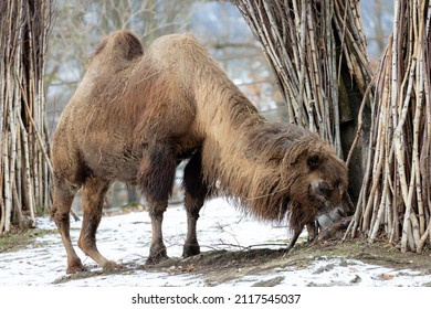 camel at winter zoo, Brno, Czech Republic