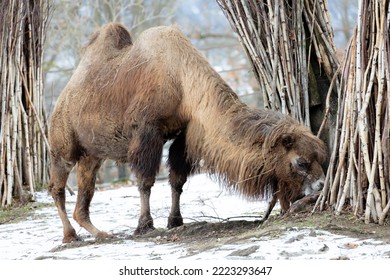 camel at winter zoo, Brno, Czech Republic