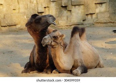 mom and baby camel