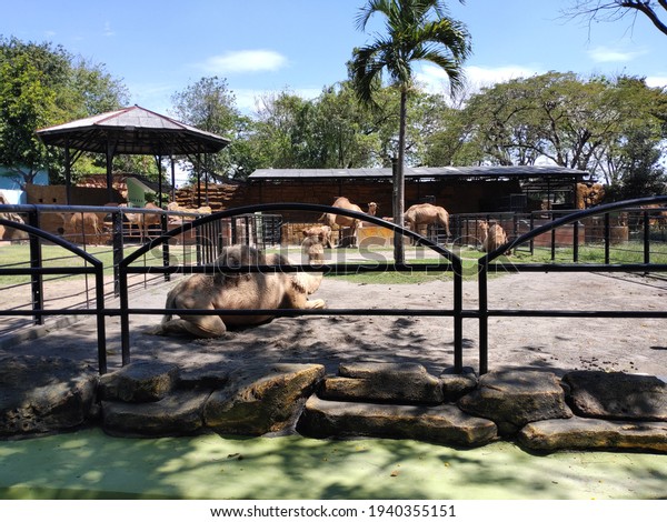 Camel Zoo Enclosure Stock Photo 1940355151 | Shutterstock