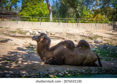 Camel Zoo Madrid Spain Picture Taken Stock Photo 2076531130 | Shutterstock