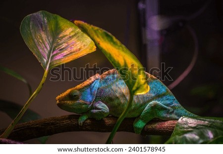 The cameleon - colors and invisibility