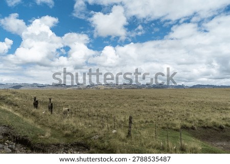 Camelids walking with the stone forest in the background.
