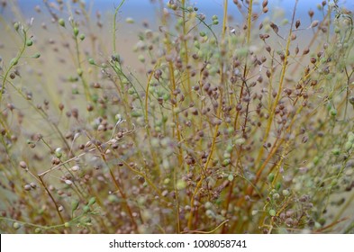 Camelina Sativa Plants With Ripe Seeds